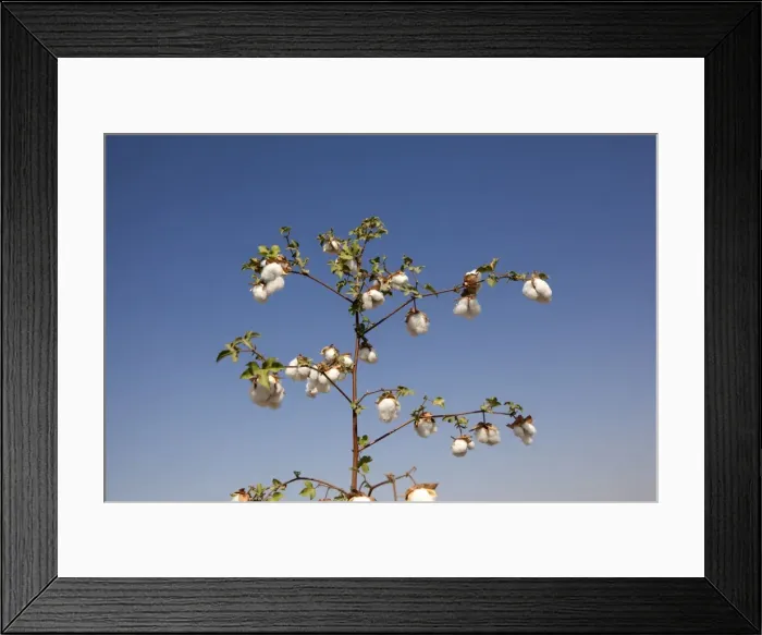 Framed Print : Picture No. 11676927