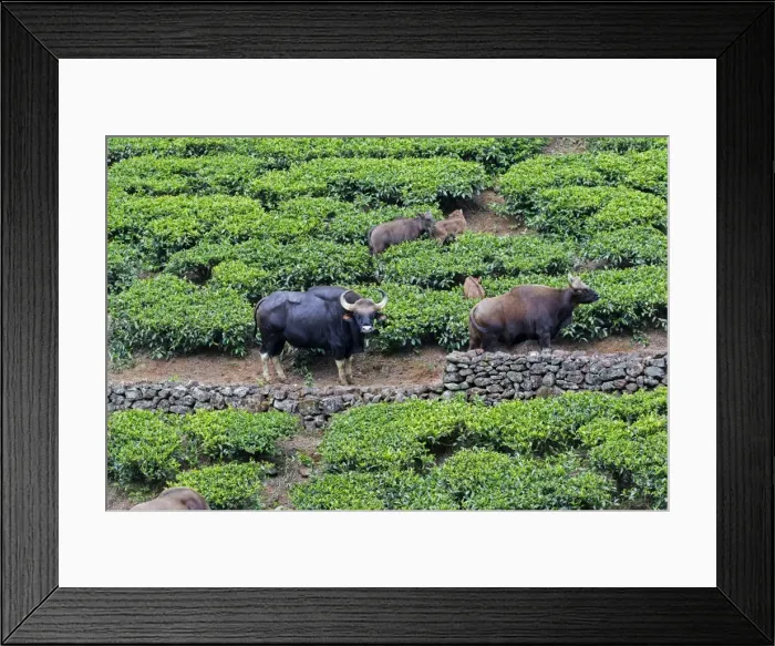Framed Print : Picture No. 11676928