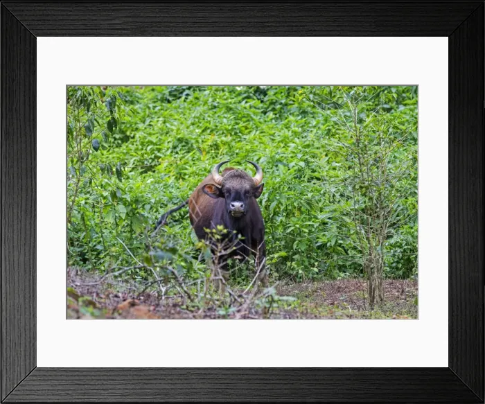 Framed Print : Picture No. 11676929 Framed Print : Picture No. 11676929