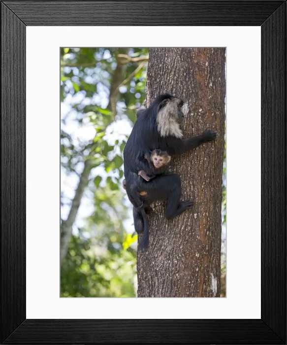 Framed Print : Picture No. 11676930 Framed Print : Picture No. 11676930