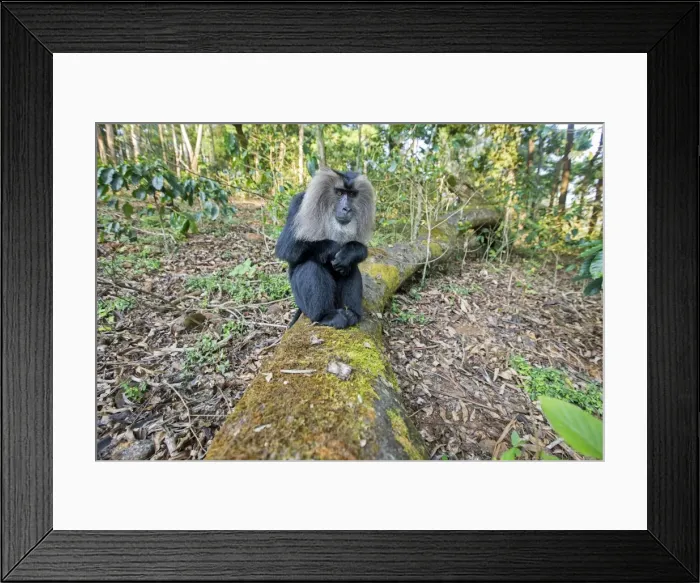 Framed Print : Picture No. 11676932 Framed Print : Picture No. 11676932