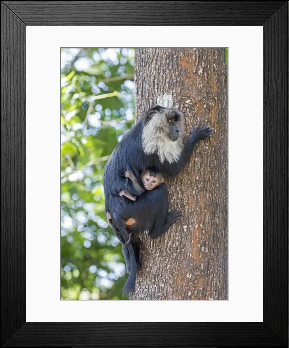 Framed Print : Picture No. 11676931 Framed Print : Picture No. 11676931
