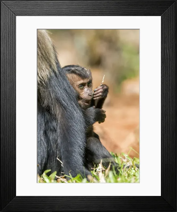 Framed Print : Picture No. 11676934