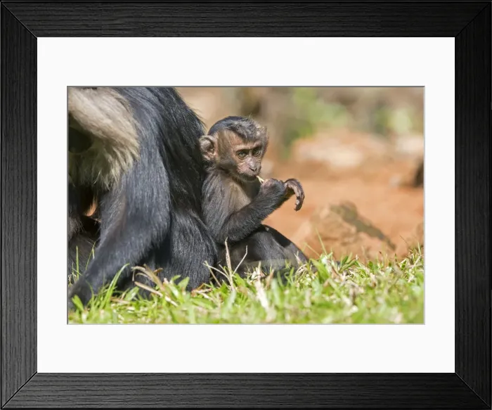 Framed Print : Picture No. 11676935 Framed Print : Picture No. 11676935