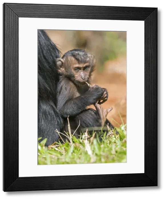 Framed Print : Picture No. 11676936 Framed Print : Picture No. 11676936