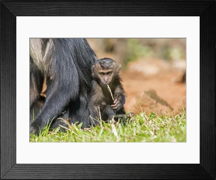 Framed Print : Picture No. 11676937 Framed Print : Picture No. 11676937