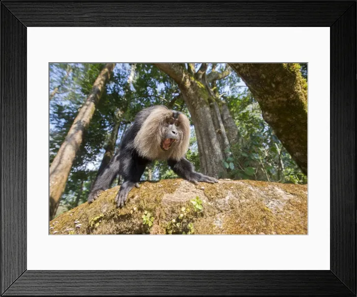 Framed Print : Picture No. 11676938 Framed Print : Picture No. 11676938