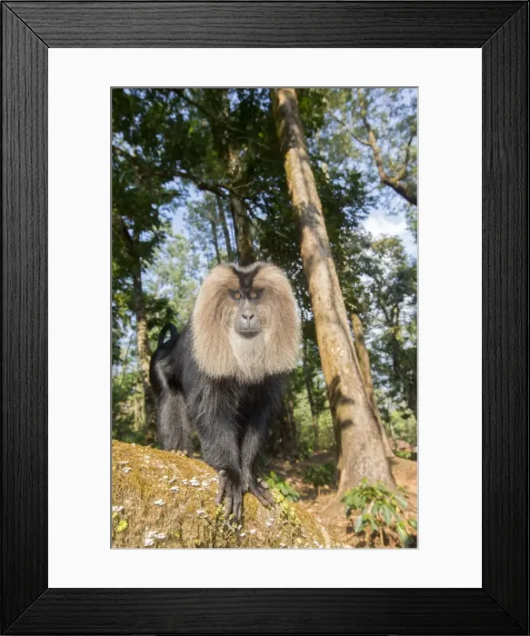 Framed Print : Picture No. 11676940 Framed Print : Picture No. 11676940