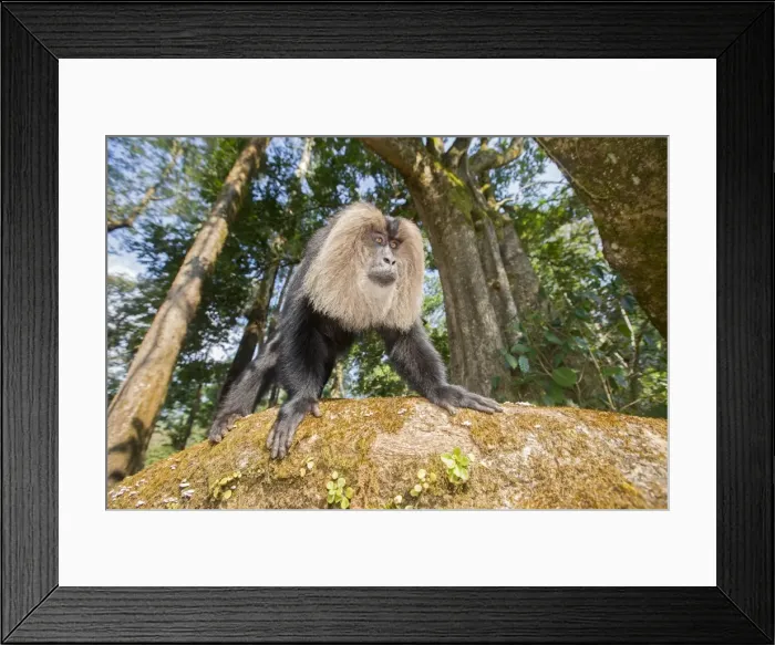 Framed Print : Picture No. 11676939
