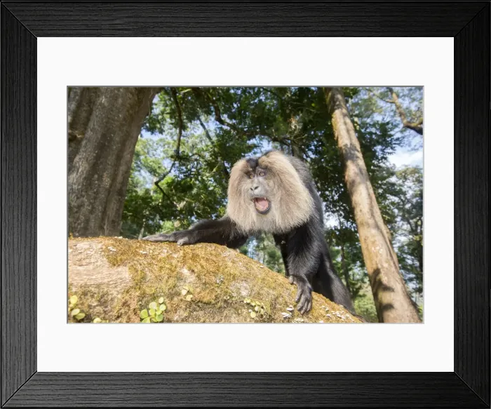 Framed Print : Picture No. 11676941