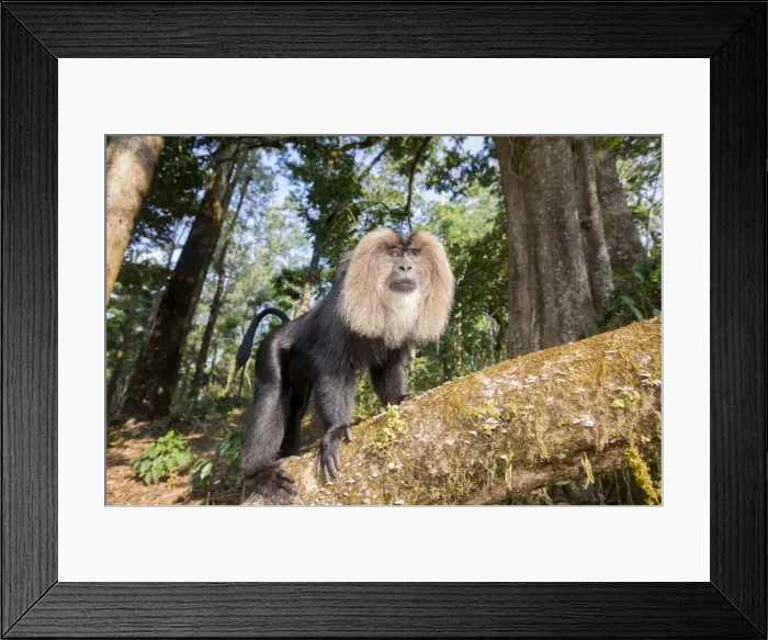 Framed Print : Picture No. 11676942 Framed Print : Picture No. 11676942