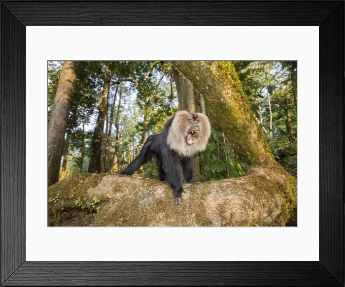 Framed Print : Picture No. 11676943