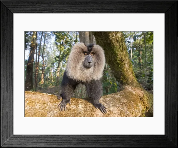 Framed Print : Picture No. 11676944 Framed Print : Picture No. 11676944