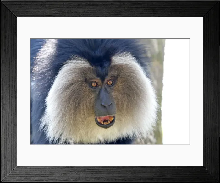 Framed Print : Picture No. 11676946 Framed Print : Picture No. 11676946