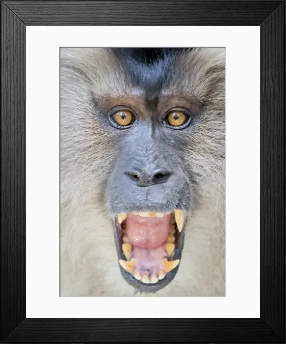 Framed Print : Picture No. 11676947