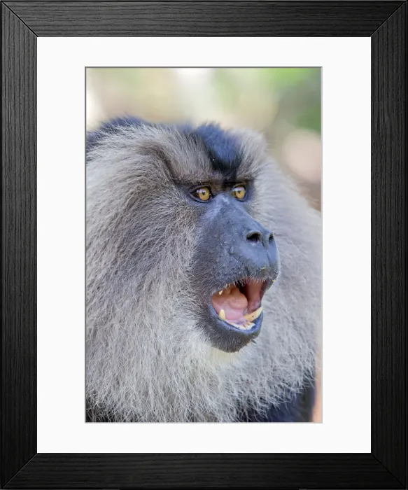 Framed Print : Picture No. 11676948 Framed Print : Picture No. 11676948