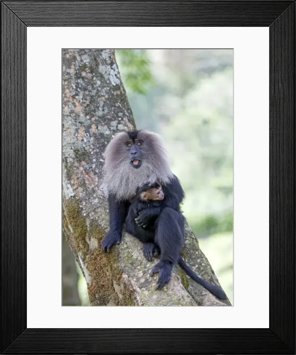 Framed Print : Picture No. 11676950 Framed Print : Picture No. 11676950