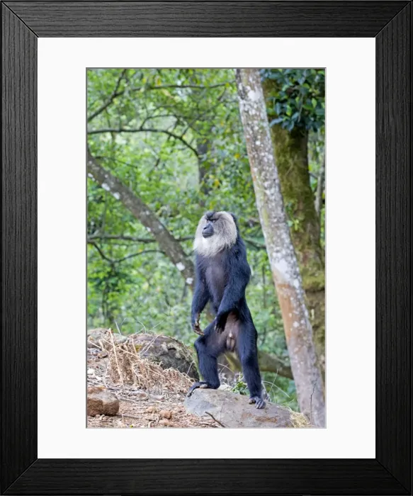 Framed Print : Picture No. 11676951 Framed Print : Picture No. 11676951