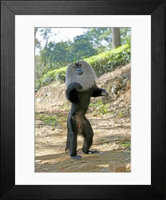 Framed Print : Picture No. 11676945 Framed Print : Picture No. 11676945