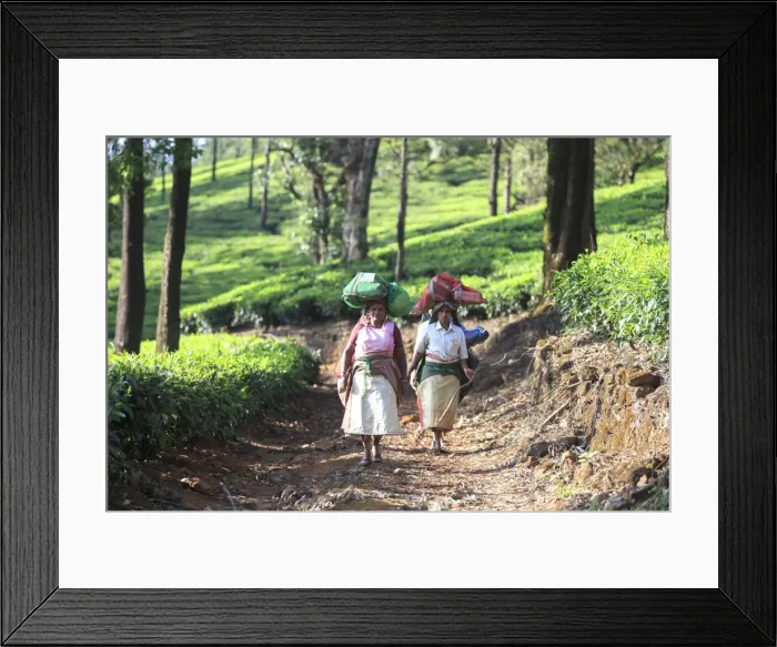 Framed Print : Picture No. 11676952