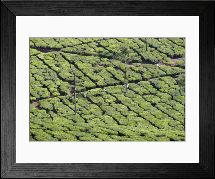 Framed Print : Picture No. 11676953