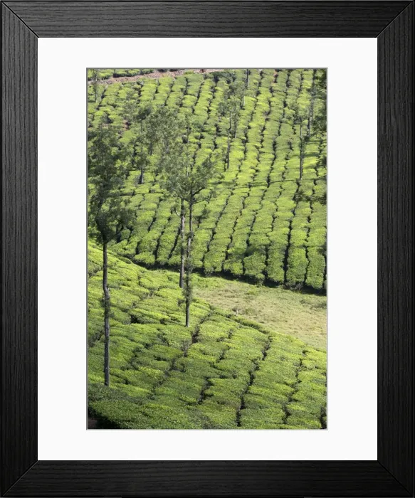 Framed Print : Picture No. 11676954 Framed Print : Picture No. 11676954
