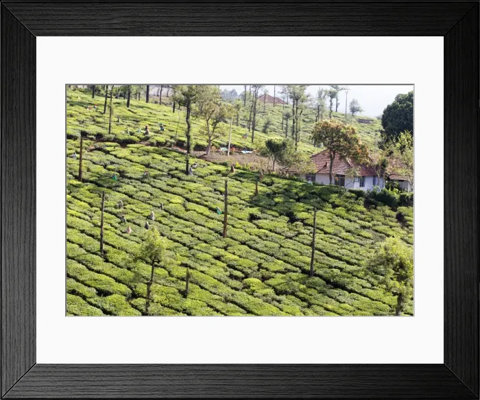 Framed Print : Picture No. 11676955