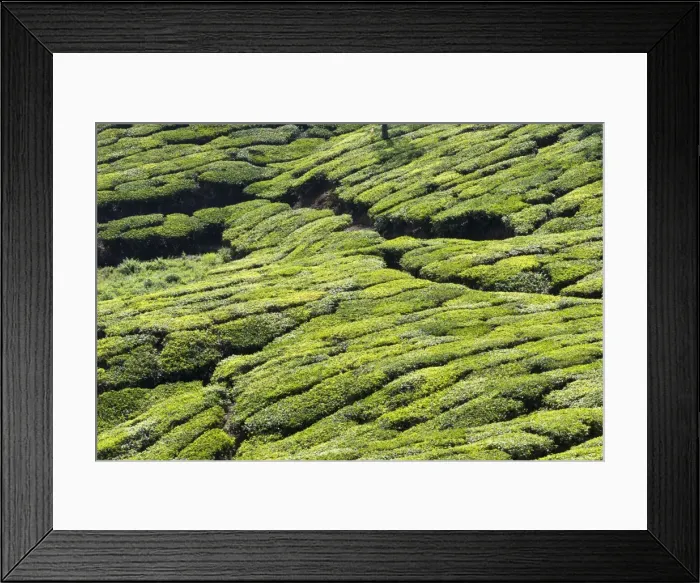 Framed Print : Picture No. 11676956 Framed Print : Picture No. 11676956
