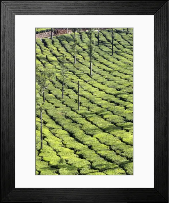 Framed Print : Picture No. 11676957 Framed Print : Picture No. 11676957
