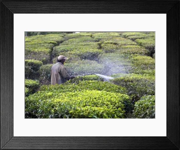 Framed Print : Picture No. 11676958 Framed Print : Picture No. 11676958