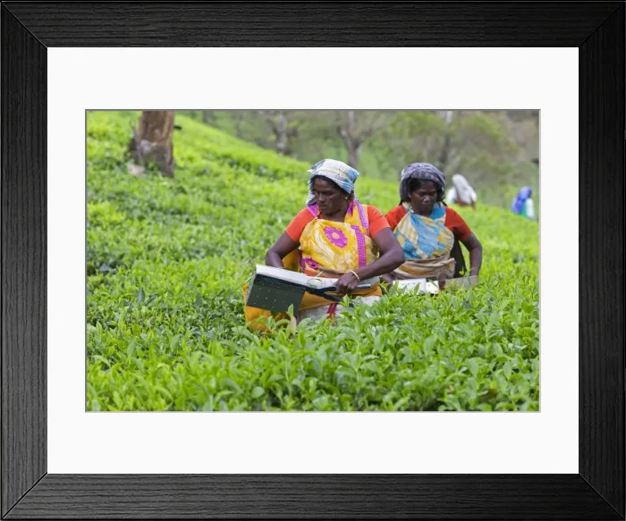 Framed Print : Picture No. 11676960 Framed Print : Picture No. 11676960