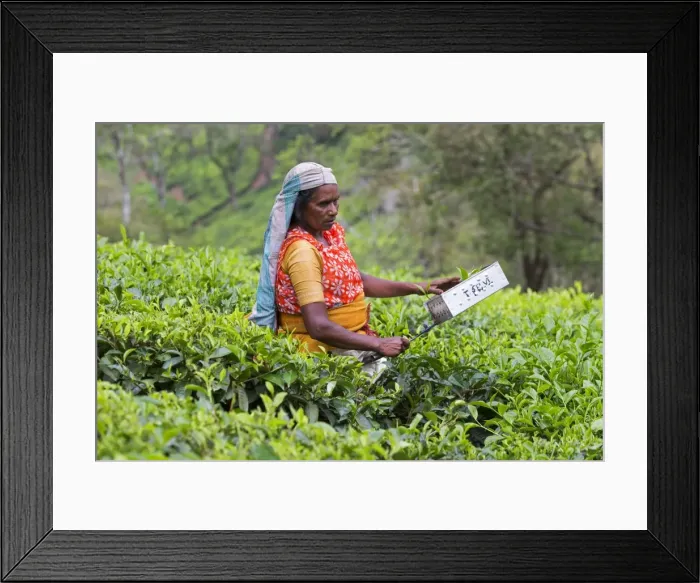 Framed Print : Picture No. 11676961 Framed Print : Picture No. 11676961