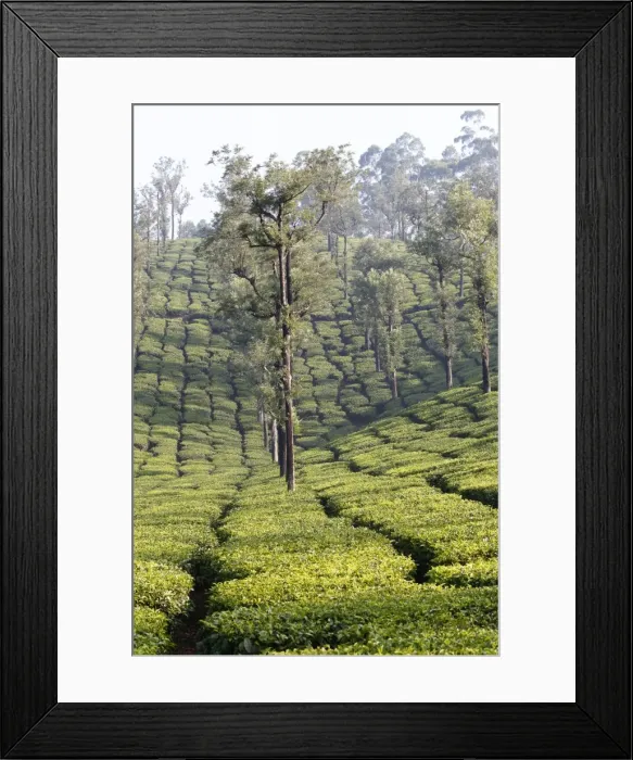 Framed Print : Picture No. 11676963