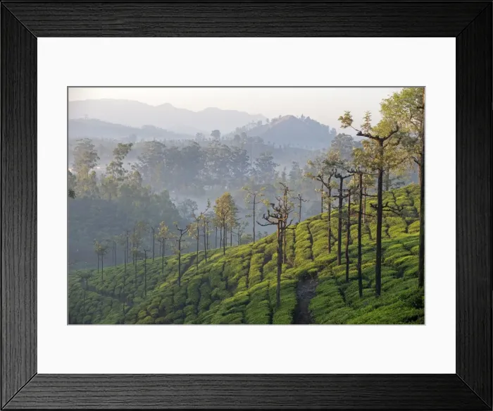 Framed Print : Picture No. 11676962 Framed Print : Picture No. 11676962