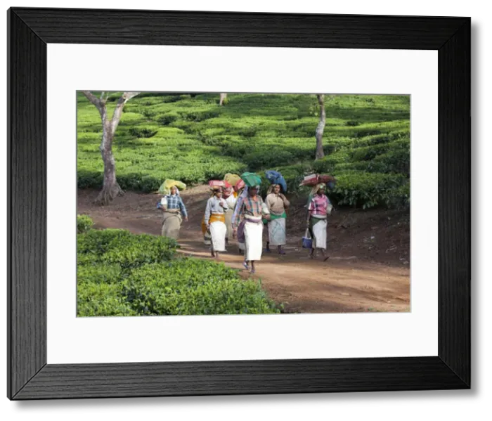 Framed Print : Picture No. 11676964 Framed Print : Picture No. 11676964