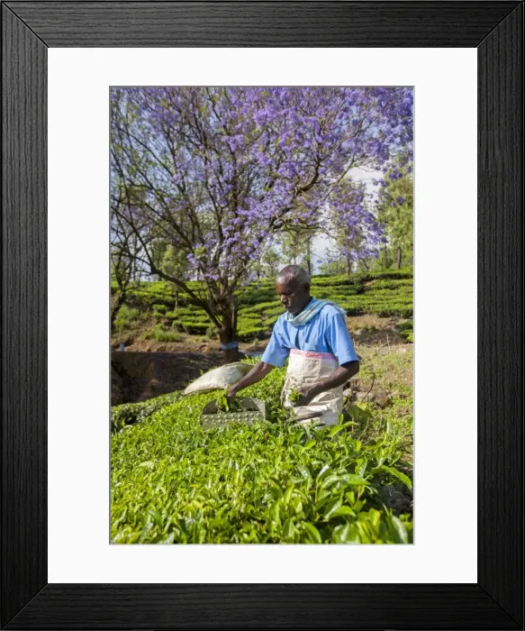 Framed Print : Picture No. 11676965