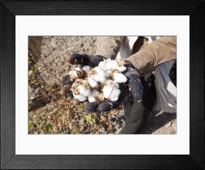 Framed Print : Picture No. 11676973