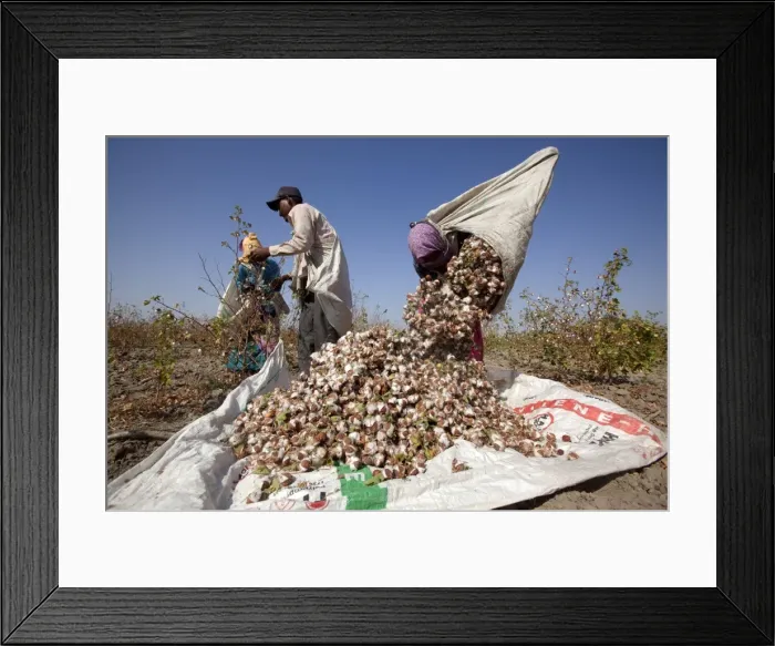 Framed Print : Picture No. 11676974