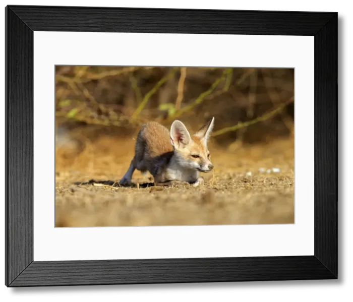 Framed Print : Picture No. 11676976 Framed Print : Picture No. 11676976