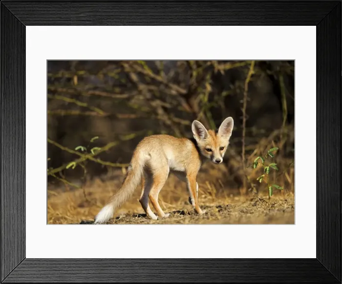 Framed Print : Picture No. 11676978 Framed Print : Picture No. 11676978