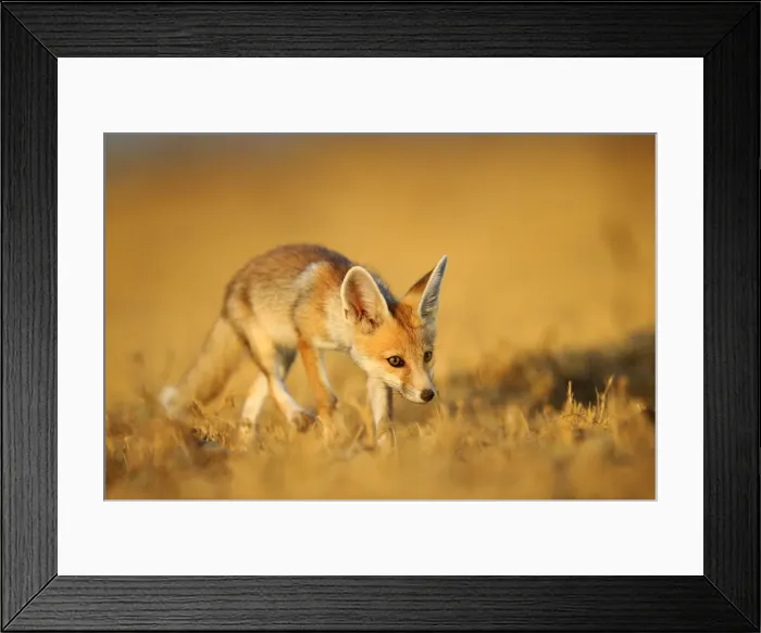 Framed Print : Picture No. 11676980 Framed Print : Picture No. 11676980