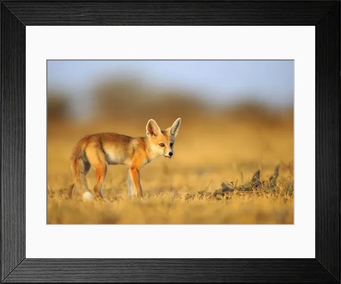 Framed Print : Picture No. 11676981