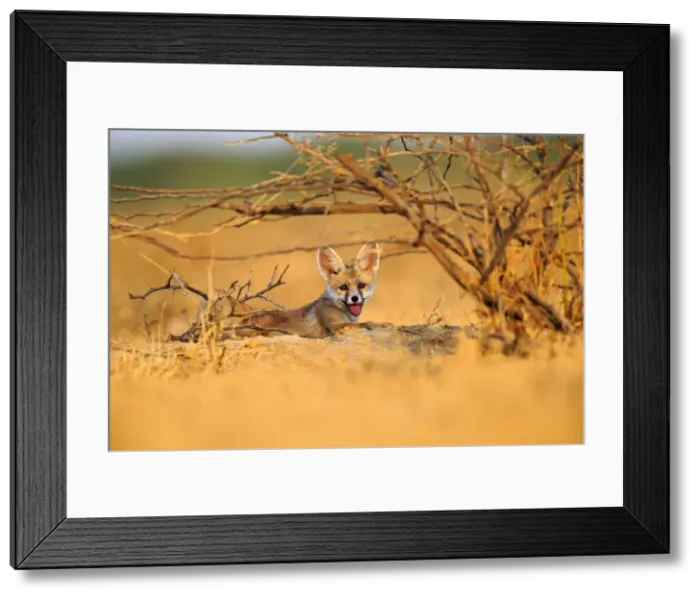 Framed Print : Picture No. 11676979 Framed Print : Picture No. 11676979