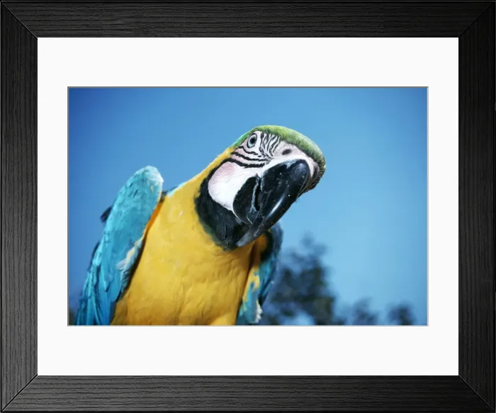 Framed Print : Blue & Yellow MACAW / Blue and Gold macaw - close-up Framed Print : Blue & Yellow MACAW / Blue and Gold macaw - close-up