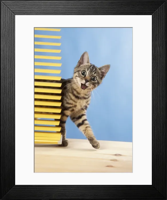 Framed Print : Picture No. 11768872 Framed Print : Picture No. 11768872