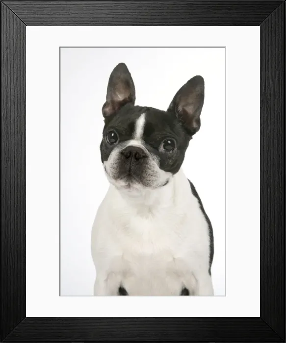 Framed Print : Picture No. 11768880 Framed Print : Picture No. 11768880