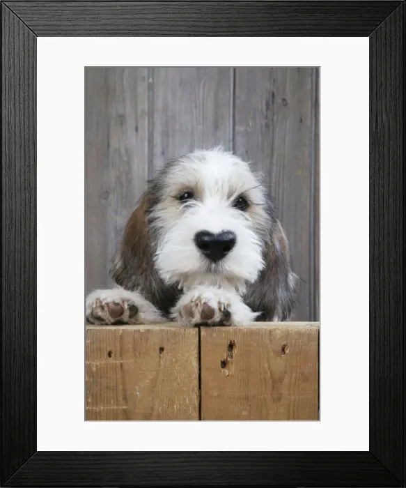 Framed Print : Picture No. 11768887 Framed Print : Picture No. 11768887