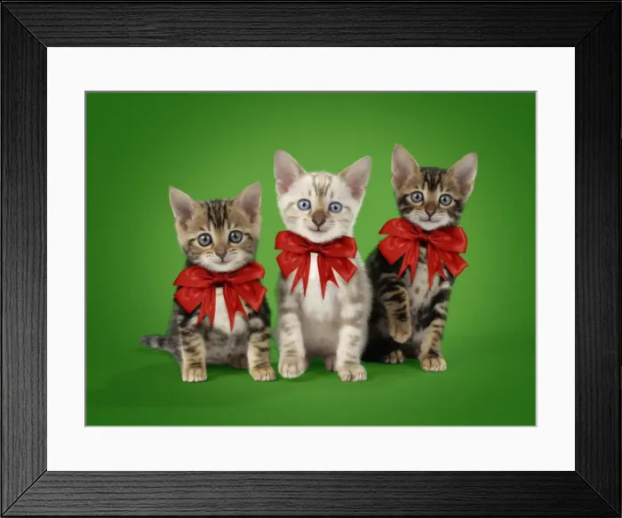 Framed Print : Picture No. 11768898 Framed Print : Picture No. 11768898