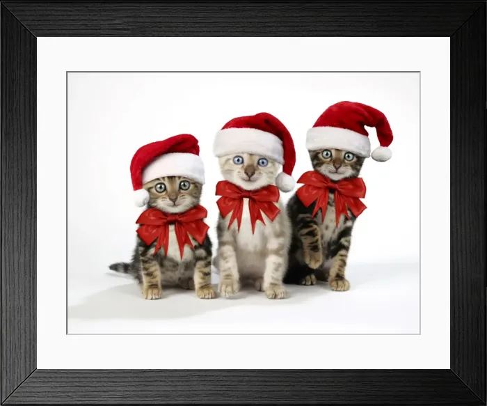 Framed Print : Picture No. 11768897 Framed Print : Picture No. 11768897