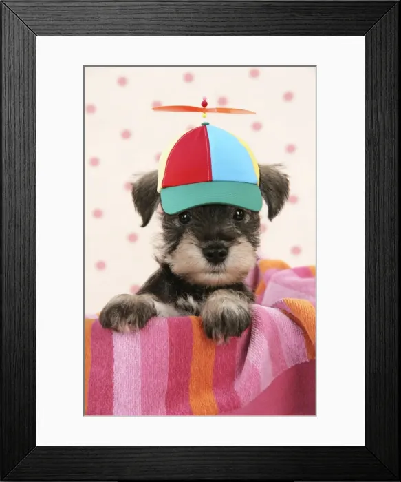 Framed Print : Picture No. 11768902 Framed Print : Picture No. 11768902